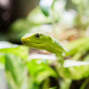 Grüne Mamba
